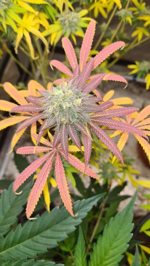 VzH / Cookies Companion. Week 12