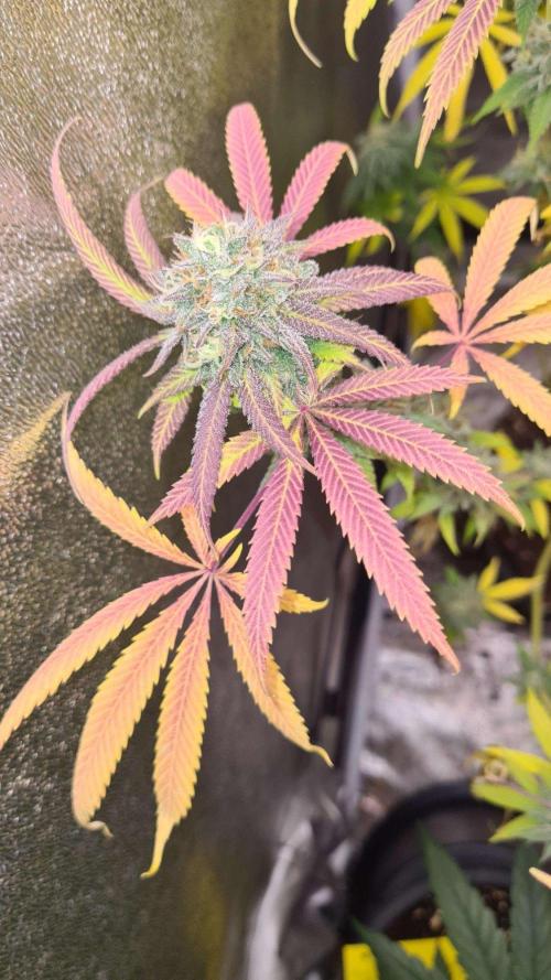 VzH / Cookies Companion. Week 12