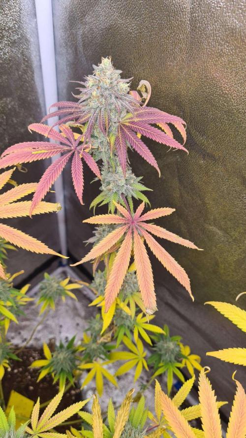 VzH / Cookies Companion. Week 12