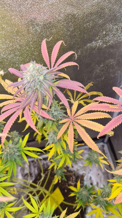 VzH / Cookies Companion. Week 12