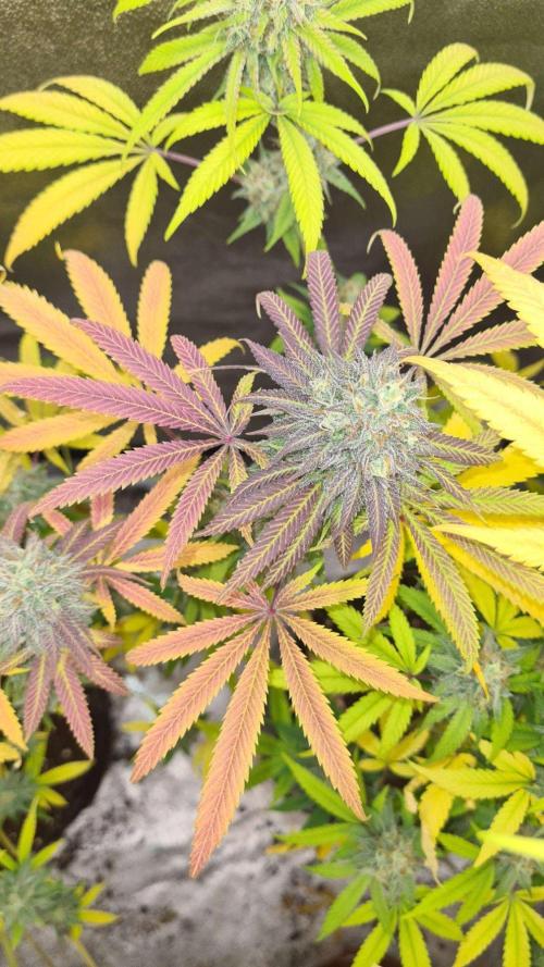 VzH / Cookies Companion. Week 12
