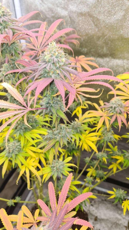 Cookies Companion . Week 12