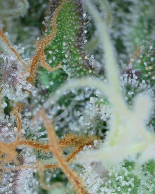 VzH / Cookies Companion. Week 13