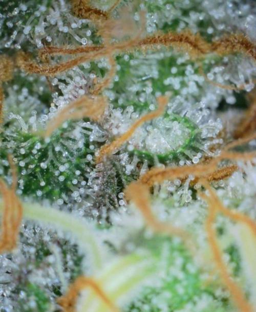 VzH / Cookies Companion. Week 13