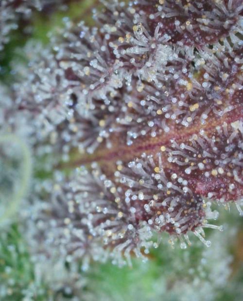 VzH / Cookies Companion. Week 13