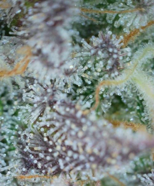 VzH / Cookies Companion. Week 13