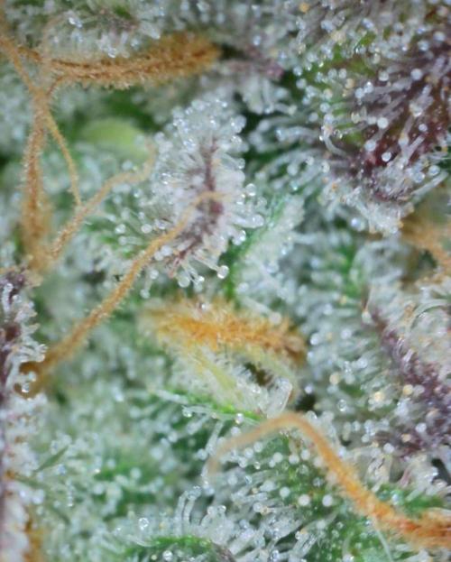VzH / Cookies Companion. Week 13