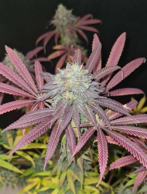 VzH / Cookies Companion. Week 13