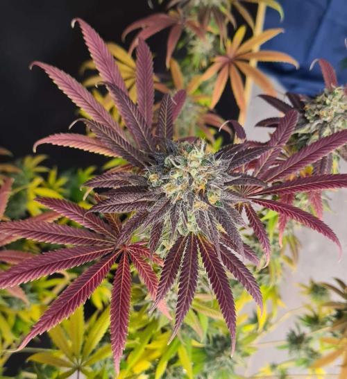 VzH / Cookies Companion. Week 13