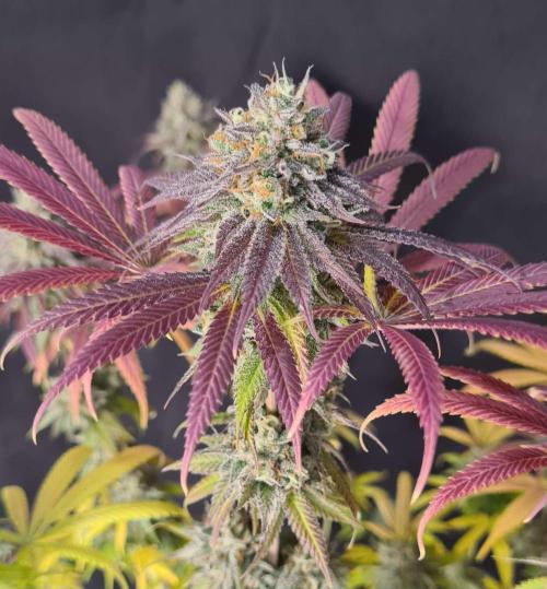 VzH / Cookies Companion. Week 13