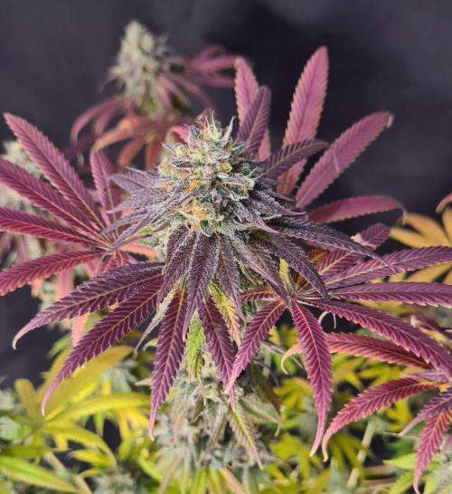 VzH / Cookies Companion. Week 13