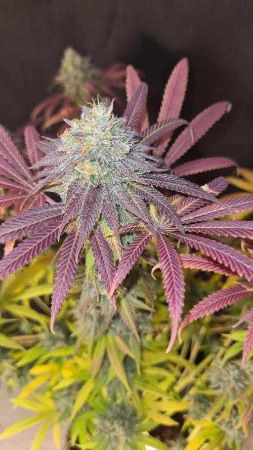 VzH / Cookies Companion. Week 13
