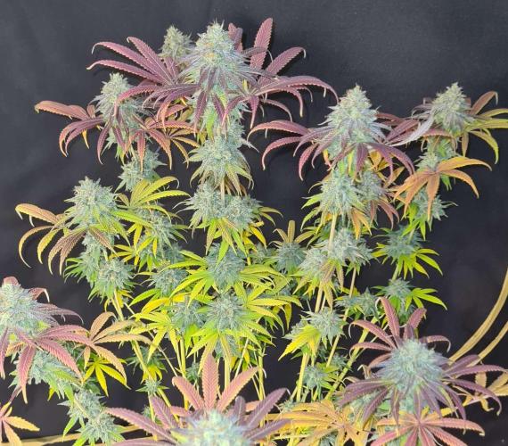 VzH / Cookies Companion. Week 13