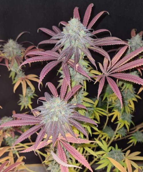 Cookies Companion . Week 13
