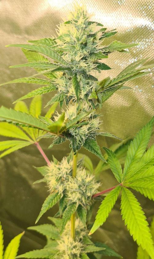 VzH / Key Lime. Week 7