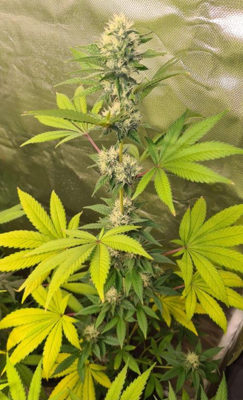 VzH / Key Lime. Week 7