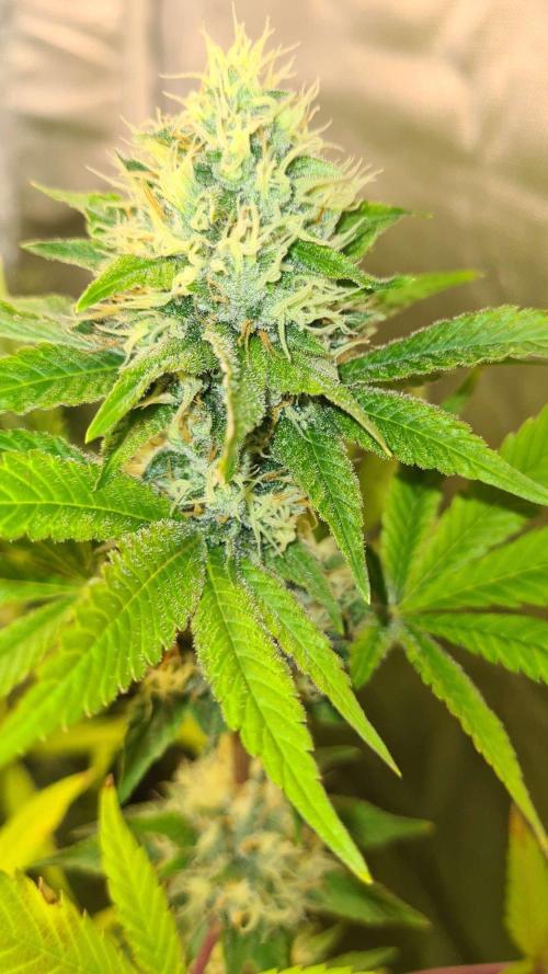 VzH / Key Lime. Week 8
