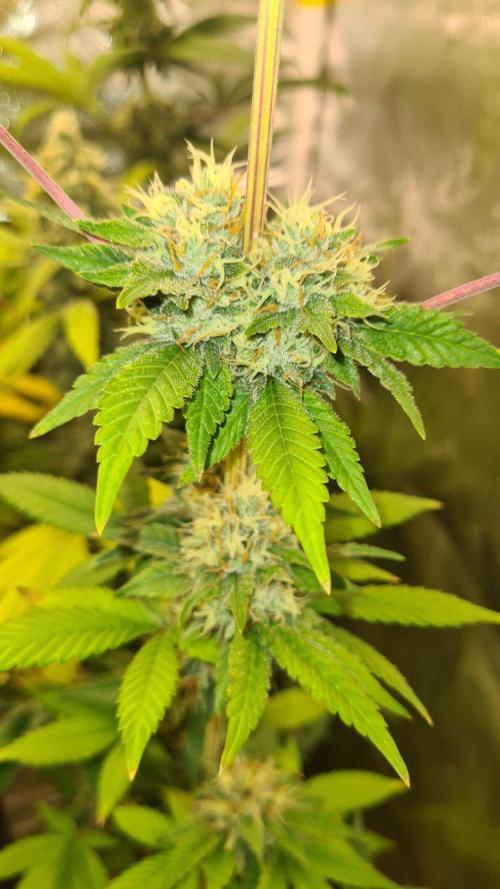 VzH / Key Lime. Week 8