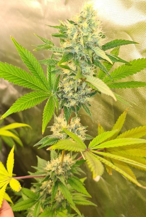 VzH / Key Lime. Week 8