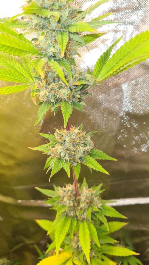 VzH / Key Lime. Week 9