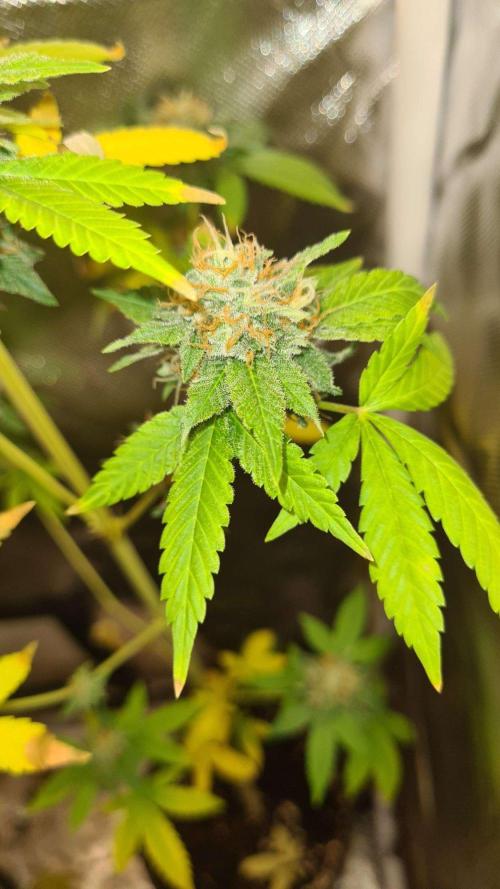 VzH / Key Lime. Week 9