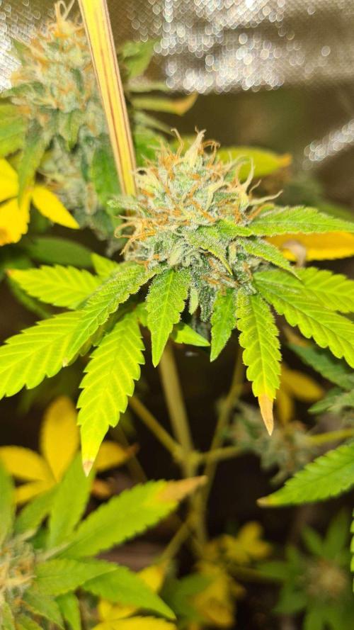 VzH / Key Lime. Week 9