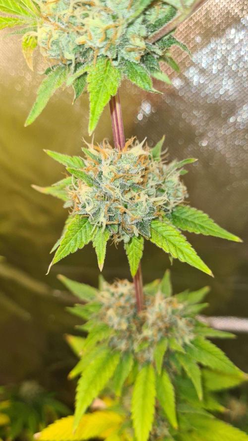 VzH / Key Lime. Week 9