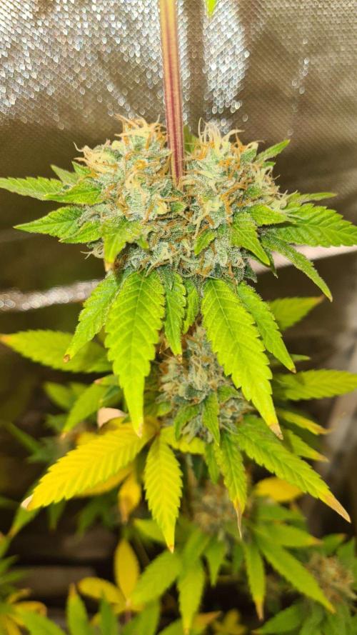 VzH / Key Lime. Week 9