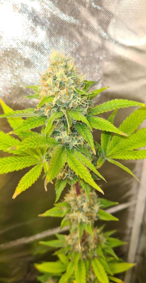 VzH / Key Lime. Week 9