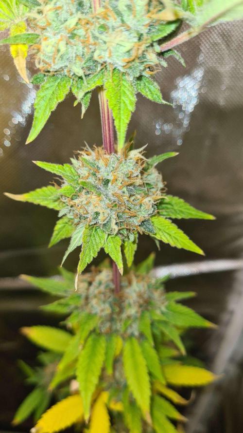 VzH / Key Lime. Week 10