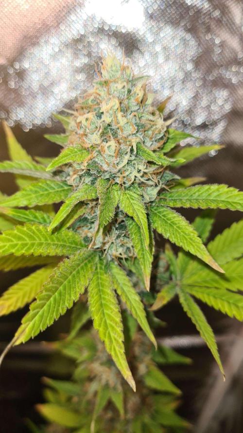 VzH / Key Lime. Week 10