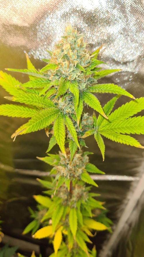 VzH / Key Lime. Week 10