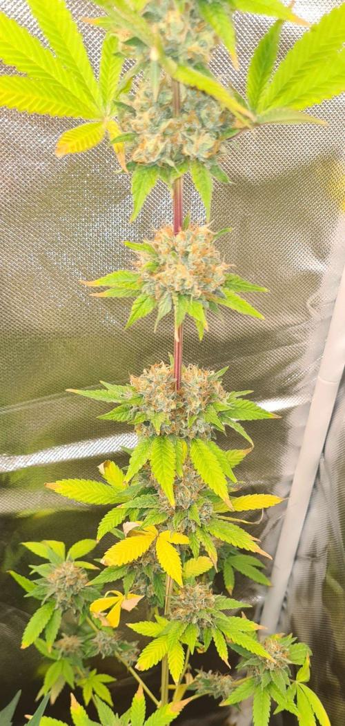 VzH / Key Lime. Week 10