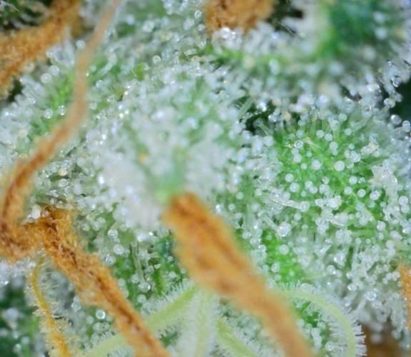 VzH / Key Lime. Week 10