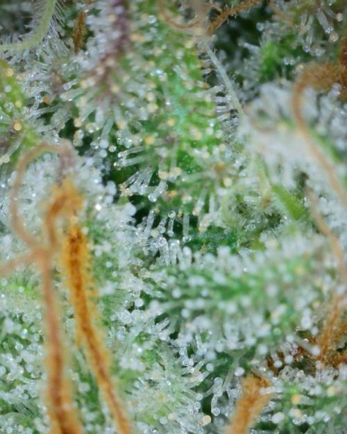 VzH / Key Lime. Week 10