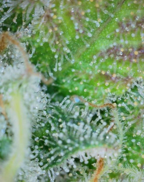 VzH / Key Lime. Week 10