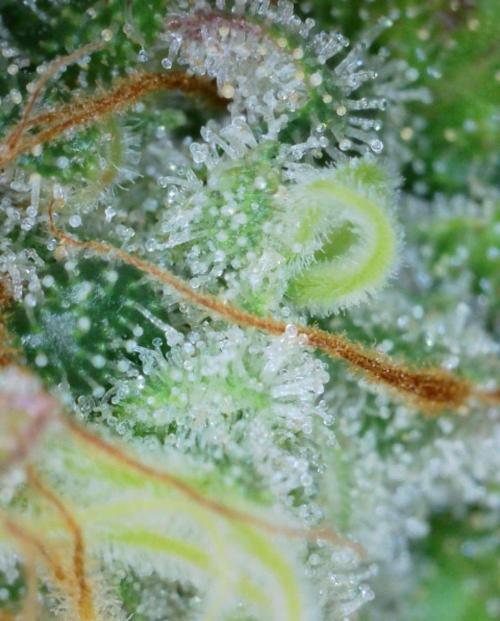 VzH / Key Lime. Week 10