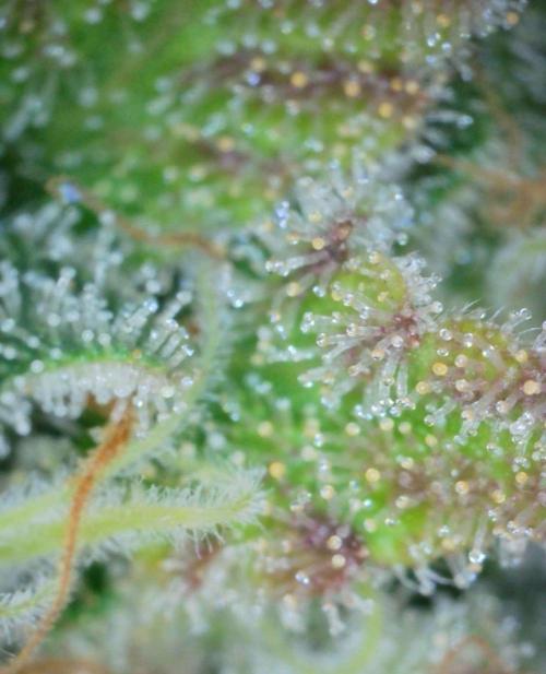 VzH / Key Lime. Week 10