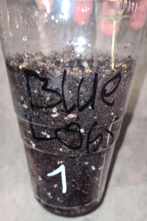 Blue Lobster Auto - CS Reversal. Week 1