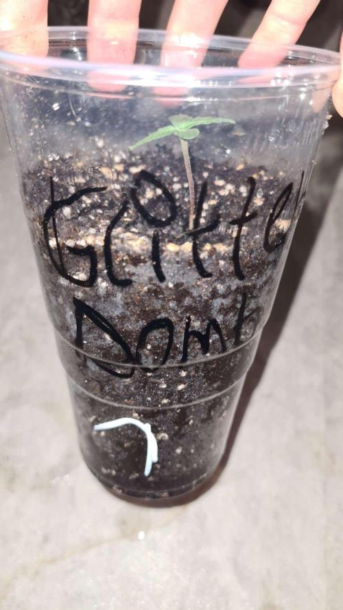 Glitter Bomb Auto  - CS Reversal. Week 1