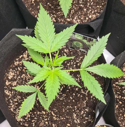 Toad Venom Auto  (Zamnesia Seeds). Week 3