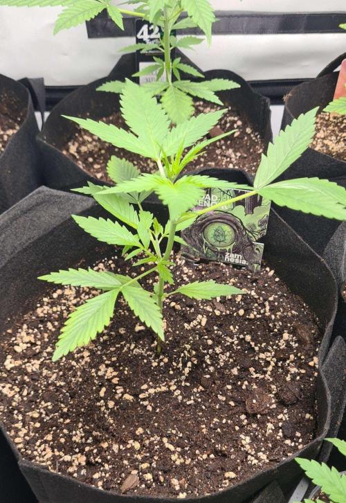 Toad Venom Auto  (Zamnesia Seeds). Week 3
