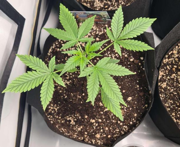 Cap Junky Auto (Zamnesia Seeds). Week 3