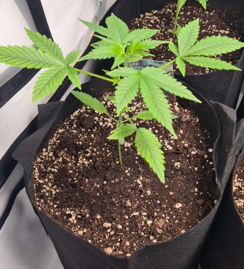 Cap Junky Auto (Zamnesia Seeds). Week 3