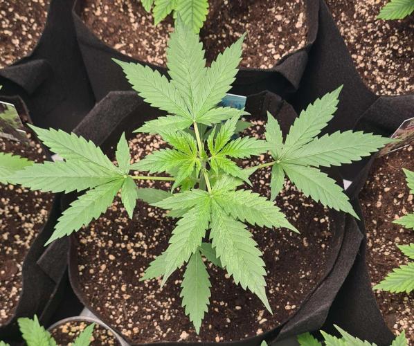 Blue Lobster Auto (Zamnesia Seeds). Week 3