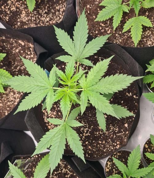 Blue Lobster Auto (Zamnesia Seeds). Week 3