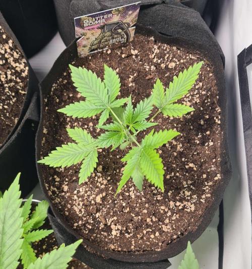Glitter Bomb Auto (Zamnesia Seeds). Week 3