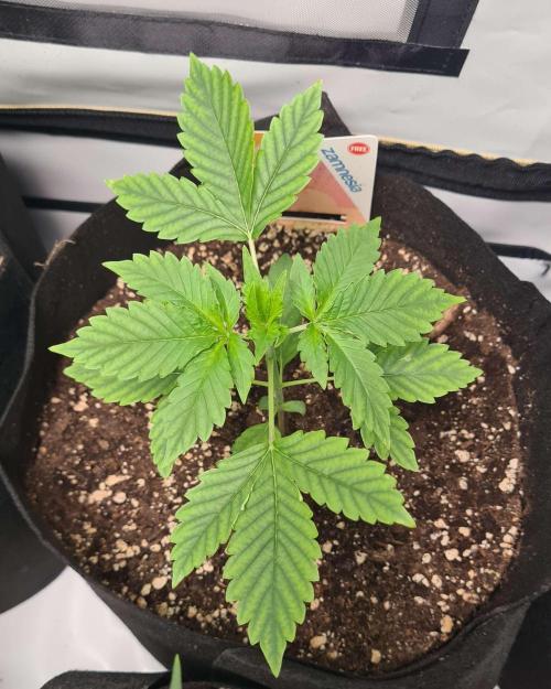 Sunset Sherbet Automatic (Zamnesia Seeds. Week 3