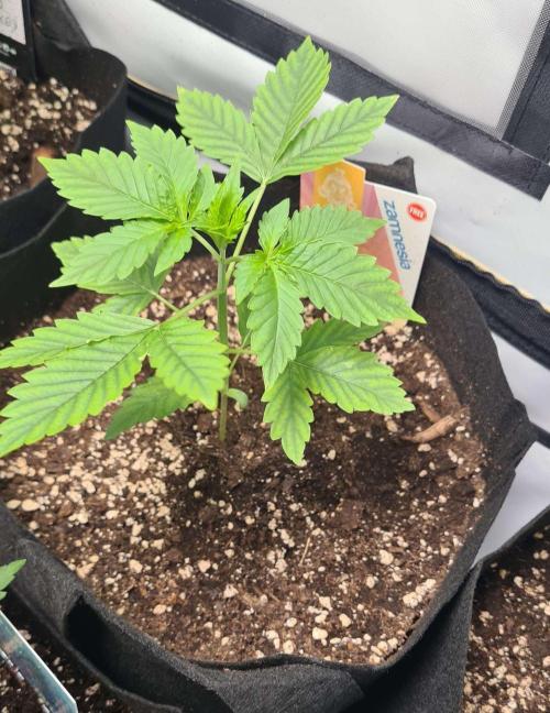 Sunset Sherbet Automatic (Zamnesia Seeds. Week 3