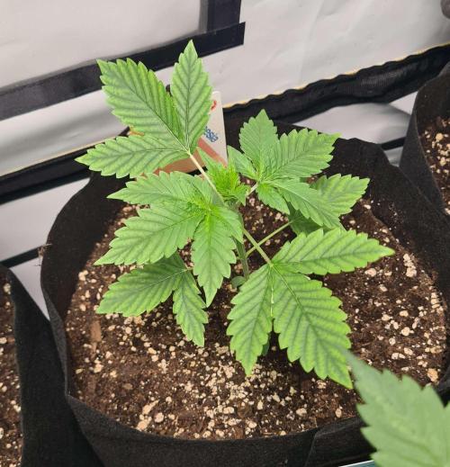 Sunset Sherbet Automatic (Zamnesia Seeds. Week 3